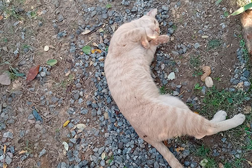 Cabañas en Chascomús